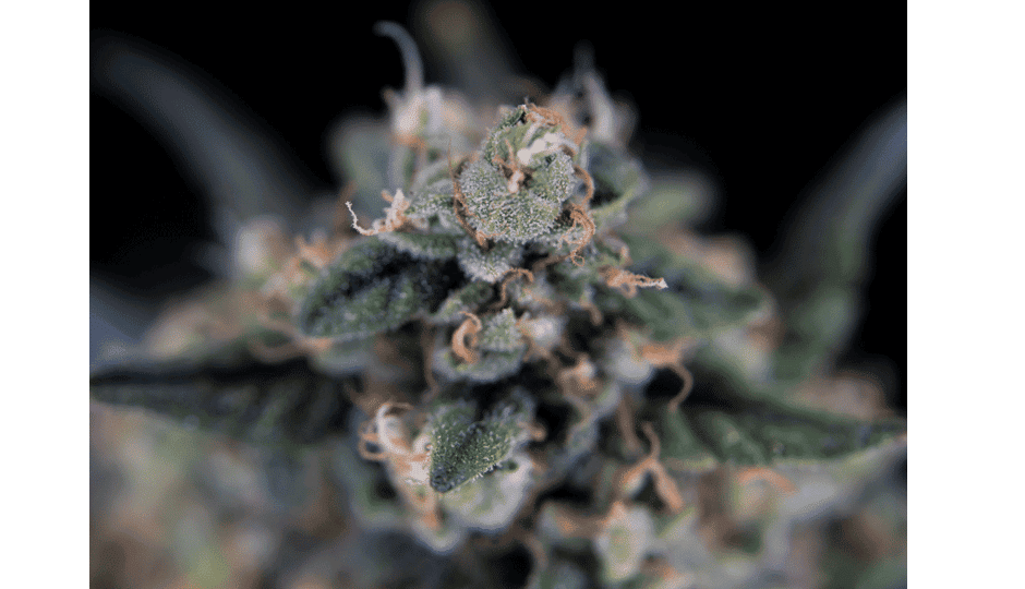 CBD per idratare la pelle molto secca