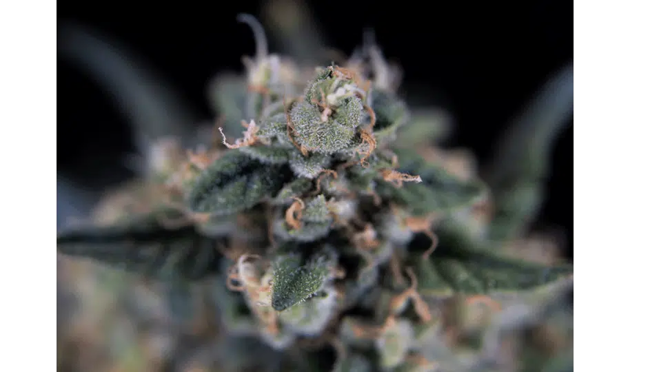 CBD per idratare la pelle molto secca