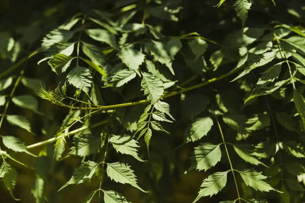 maschera neem curcuma brufoli