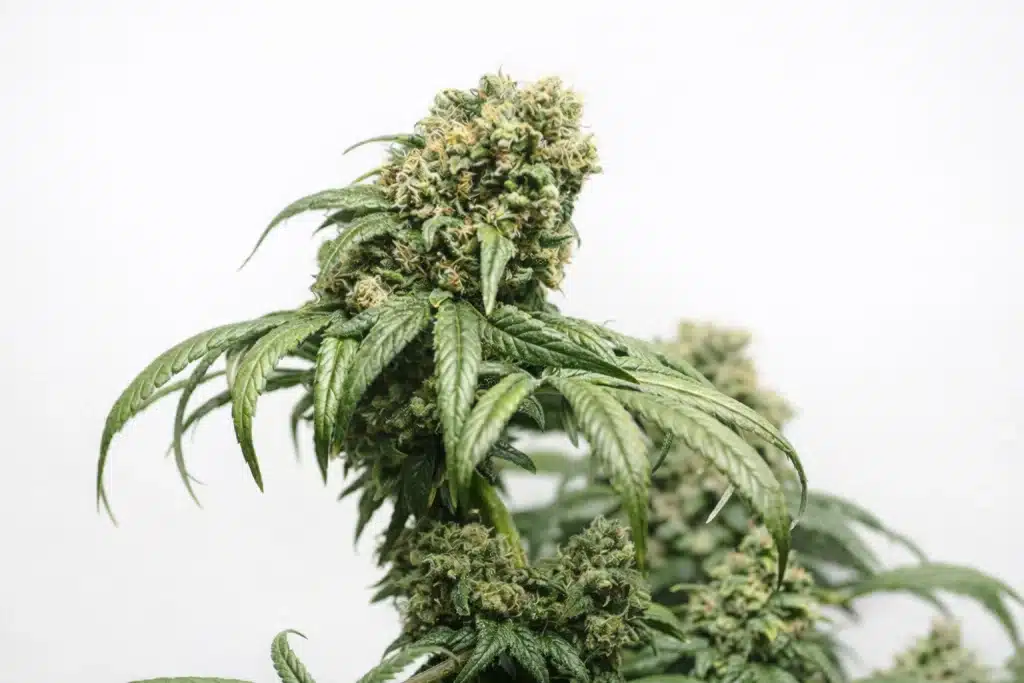 Primo piano di una pianta di canapa con fiori di CBD maturi e foglie verdi, su sfondo chiaro uniforme