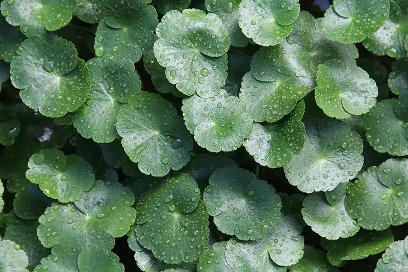 pianta di centella asiatica