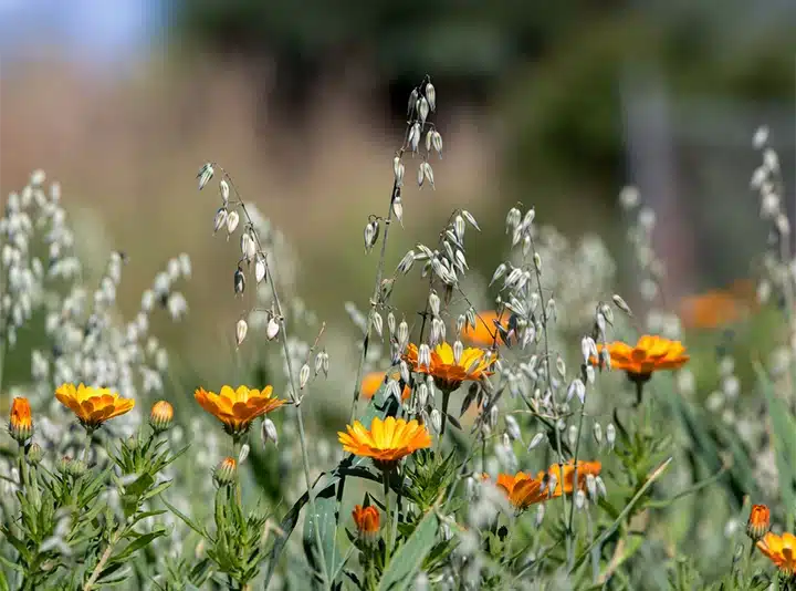 calendula e avena sativa 